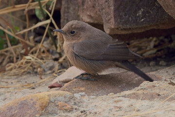 Brown Rock Chat (Cercomela fusca) or Indian Chat on the ground, Uttar Pradesh, India.