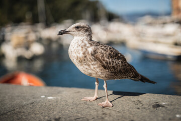 Large seabird on rocks with seaside town in background - socialized seagull