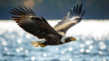 Fototapeta premium Majestic eagle soaring over shimmering water, showcasing its powerful wings and keen gaze. sunlight creates beautiful lens flare, enhancing serene atmosphere