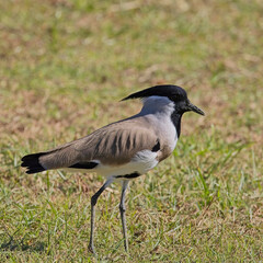 River Lapwing (Vanellus duvaucelii) on a grassy lawn near the Kosi River, Uttarakhand, India. Birdlife has uplisted this species to Near Threatened.