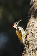 Black-rumped Flameback, also known as the Lesser Golden-backed Woodpecker (Dinopium benghalense) female on a tree trunk, Uttarakhand, India.