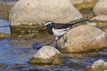 White-browed Wagtail, (Motacilla maderaspatensis), adult male on rocks in the River Kosi, Uttarakhand, India