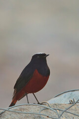 White-capped Water Redstart (Chaimarrornis leucocephalus) male on the banks of the Kosi River, Uttarakhand, India.