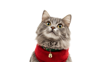 Little Grey cat in a cute red Christmas sweater for holiday celebration isolated on background.