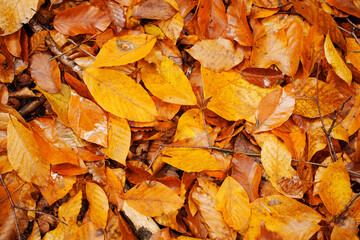 Wet yellow fallen autumn leaves covering the ground. Walks in the autumn park. background and texture.