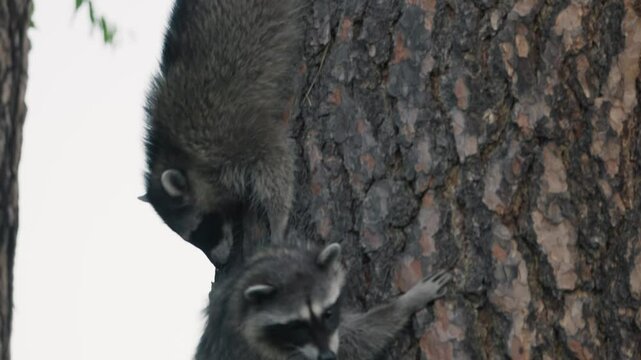 Two raccoons climb down a tree onto the top of a garden fence and look around