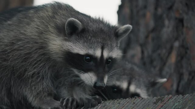 two raccoons observing from on top of a fence