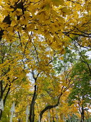 An unsurpassed picture of the golden iridescence of the autumn dress of the park trees of sunny Odessa.