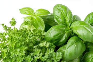A Close-Up View of Fresh Basil and Parsley Leaves Perfect for Culinary Use and Garden Inspiration, Showcasing Vibrant Green Colors and Natural Textures