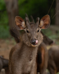 Sambar deer (Rusa unicolor) native to the India,south china,Southeast Asia.Population declined due to hunting and industrial exploitation of habitat.