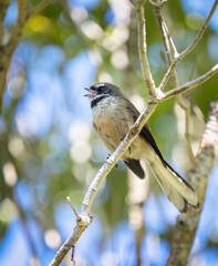 Fantail bird singing in the forest, perched on tree branches.