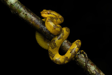 Malabar pit viper, Malabar rock pit viper, or rock viper (Craspedocephalus malabaricus) is a venomous pit viper species endemic to the high-moderate elevations of Western Ghats. 