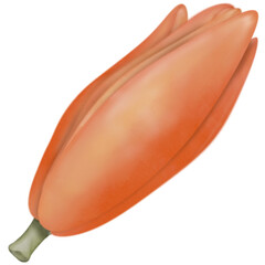 Champaca orange color Flowers of Magnolia isolated ,hand drawn illustration cartoon style.