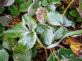 Morning frost in the garden is dangerous for the strawberry crop.
