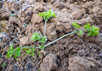 Parsley, which you grow for its tasty and juicy aroma, will survive even a severe winter outside.