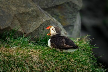 Puffin on Grassy Cliffs