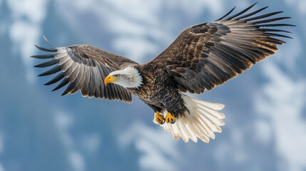 Fototapeta premium Majestic eagle soaring through sky, showcasing its powerful wings and sharp beak. This stunning bird of prey embodies grace and strength in mid flight