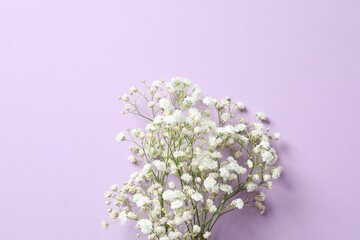 Top view photo with gypsophila flowers on color background 