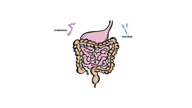 INTESTINAL MICROBIOTA OF THE HUMAN Types of bacteria IN the intestine Medical animation For medical students Training scheme with explanatory text