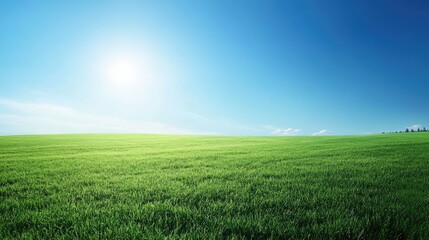 Fototapeta premium Lush green meadow under clear blue sky