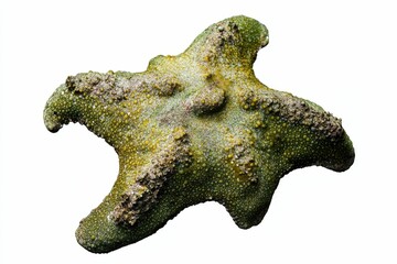 A green starfish with bumpy skin.