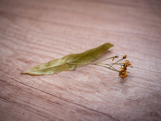 Linden flowers are used mainly in winter. Tea helps to fight fever, has a depressant and diuretic effect. We can store it dried for the winter.