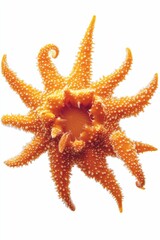 Orange starfish with white spots on white background.
