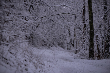 Heavy snowfall in the forest. Large snowflakes falling on the ground in winter