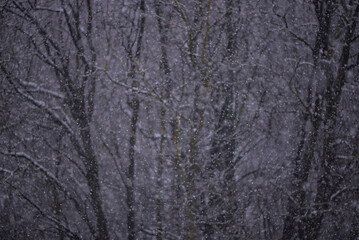 Heavy snowfall in the forest. Large snowflakes falling on the ground in winter
