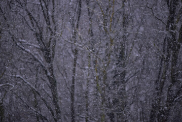 Obraz premium Heavy snowfall in the forest. Large snowflakes falling on the ground in winter