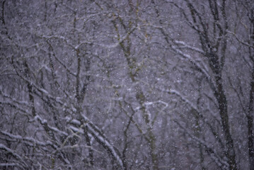 Heavy snowfall in the forest. Large snowflakes falling on the ground in winter