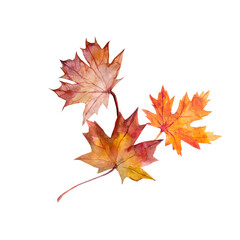 Autumn Leaves Pattern . Motives on white and color background.