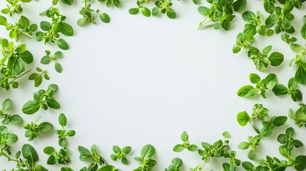 Fresh Oregano Leaves in Circular Frame