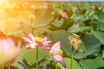 A pink lotus flower sways in the wind, Nelumbo nucifera. Against the background of their green leaves. Lotus field on the lake in natural environment.