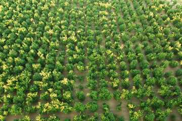 Top view on the green trees on garden , forest, beautiful landscape