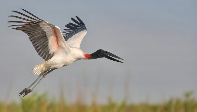 Jabiru stork - Jabiru mycteria - are large, long legged, long necked wading birds with long, stout bills.  they use soaring, gliding flight, which conserves energy that requires thermal air currents