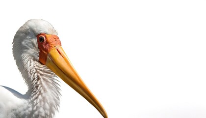 yellow billed stork - Mycteria ibis - are large, long legged, long necked wading birds with stout bills.  they use soaring, gliding flight, which conserves energy that requires thermal air current