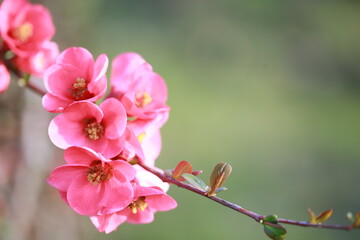 Cognassier à fleurs