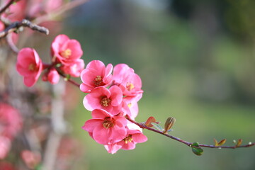 Cognassier à fleurs