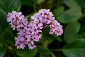 bergénie à feuilles charnues