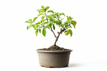 Obraz premium Small apple tree in a brown pot.