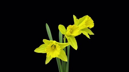 Time lapse of blooming yellow narcissus flowers with ALPHA channel