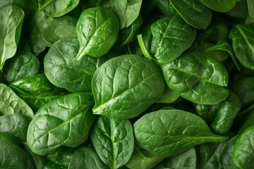Fresh Green Spinach Leaves Healthy Organic Raw Vegetable