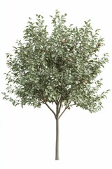 Green tree with red apples isolated.