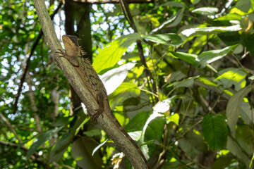 A. cardamomensis is a species of Agamid lizard found in eastern Thailand, western Cambodia, Vietnam. Its name derives from the Cardamom Mountains in eastern Thailand. It was first identified in 2010. 