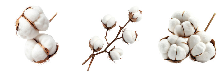 Set of cotton white flowers isolated on a transparent background