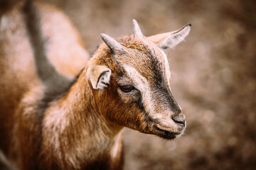 Portrait of a brown goat, brown background, farming animal