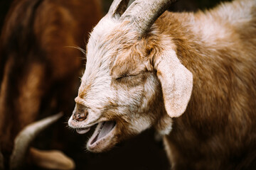 Fototapeta premium Funny Goat bleating, closeup Head and snout, capra hircus