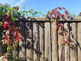 Vibrant leaves climb a rustic wooden fence under a clear blue sky in a tranquil outdoor setting during autumn