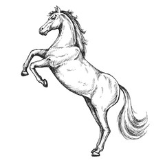 Horse standing sketch isolated on white background. Vintage animal vector illustration.	